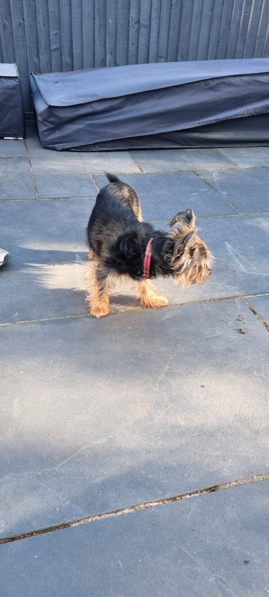 Now with dog wardens who will scan   Contact brown street  