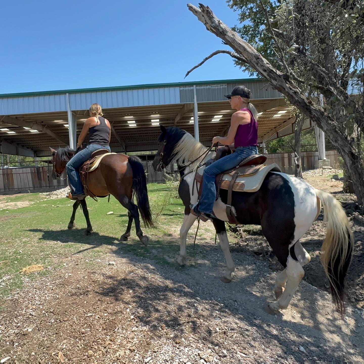 TnT Ranch & Tom Davis... - TnT Ranch & Tom Davis Horsemanship