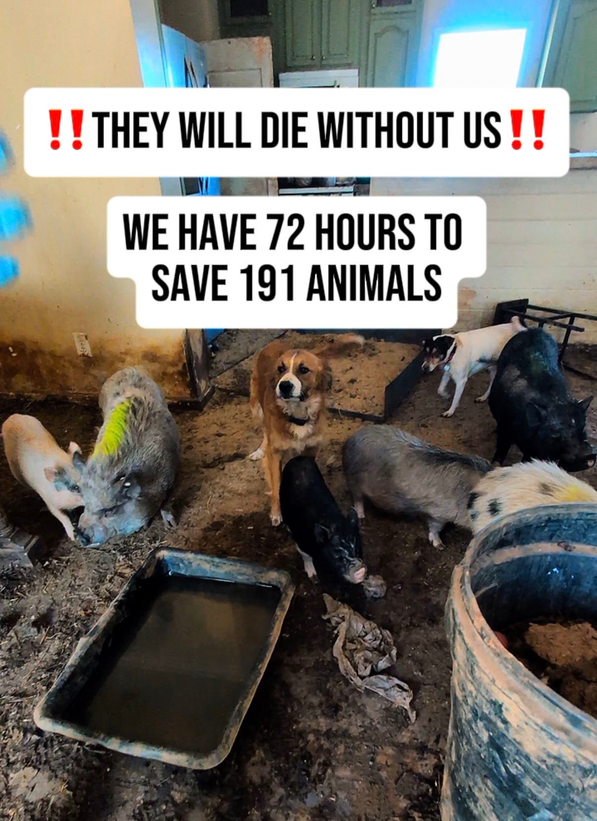 🚨EMERGENCY • EMERGENCY 🚨... - Ziggy's Refuge Farm Sanctuary | Facebook