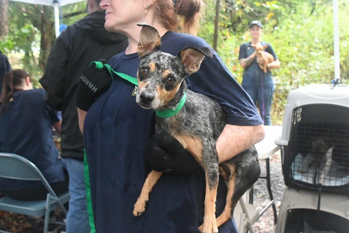 ALIVE Rescue Memphis added a new photo. - ALIVE Rescue Memphis