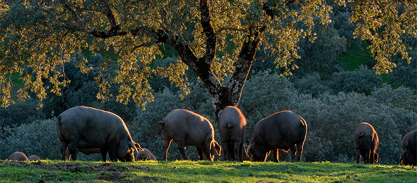 Agrícola Coloryn | Andújar