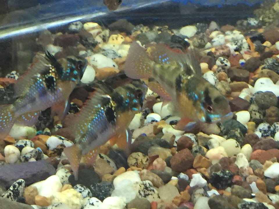 New XL German blue Rams - The Tropical Lagoon Aquarium