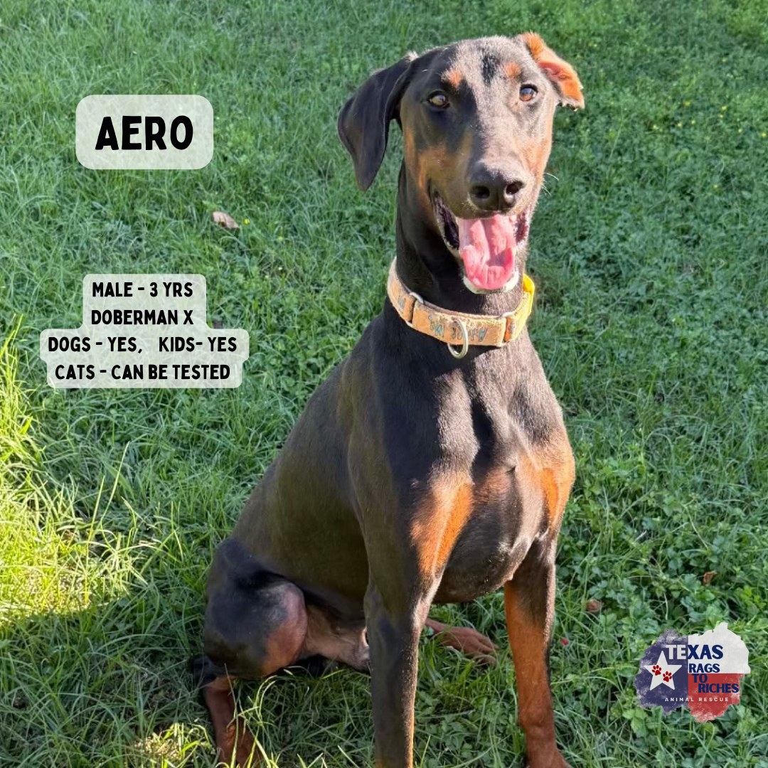 T... - Texas Rags To Riches Rescue - Atlantic Canada Adoptions