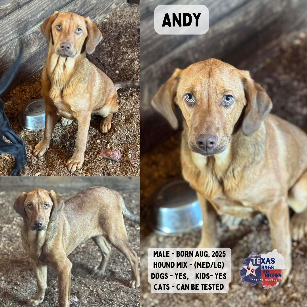 T... - Texas Rags To Riches Rescue - Atlantic Canada Adoptions