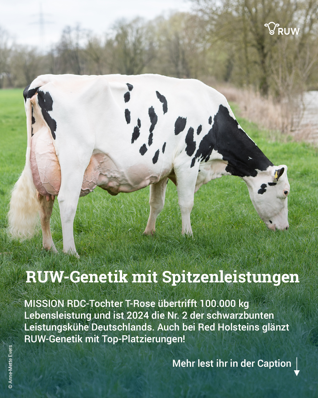 Rinder-Union - 🌟🐄RUW-Genetik mit Spitzenleistungen🐄🌟 Die Kuh MISSION ...