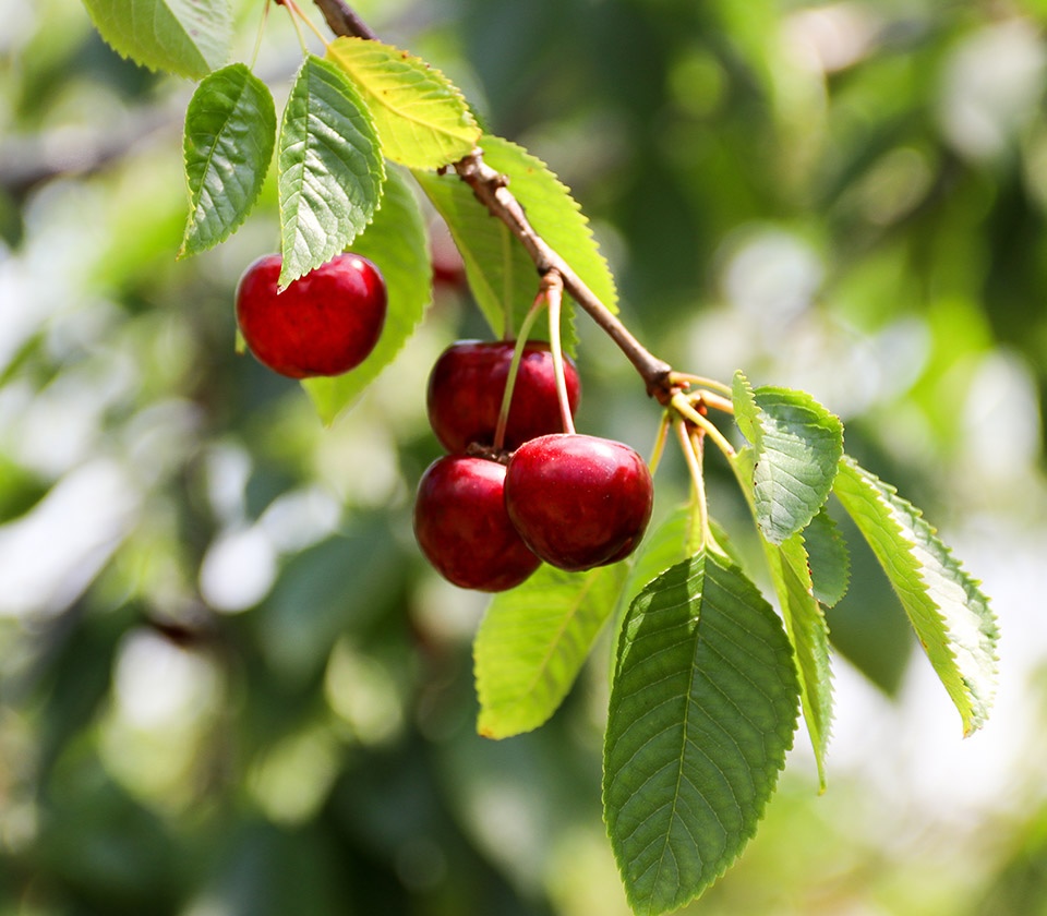 Harben - 🍒🍒Yes open tomorrow, Saturday January 13th 9am till 4pm. Pick ...