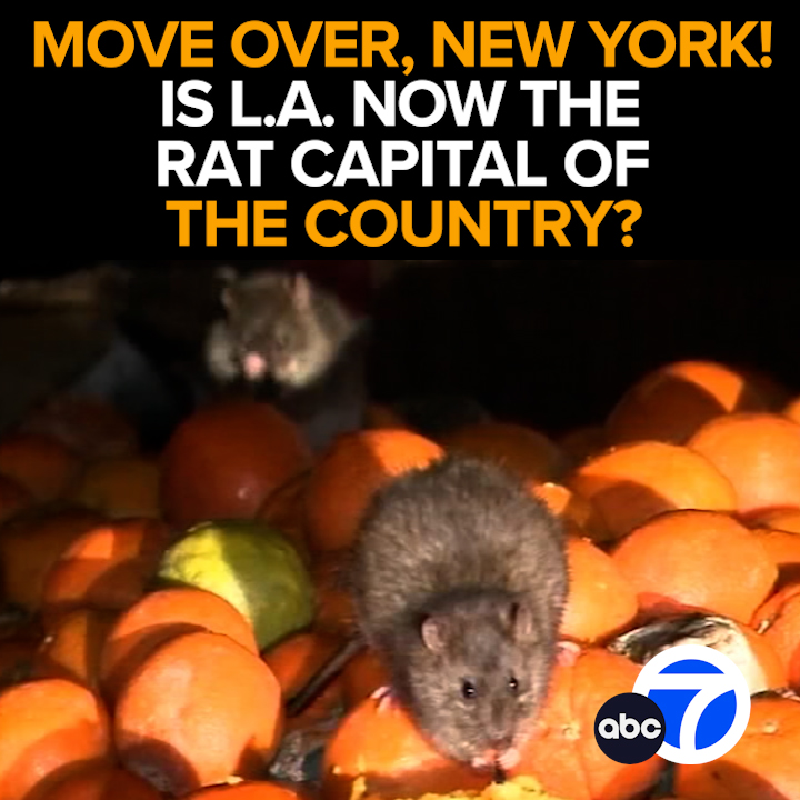 ABC7 - We're number one! When it comes to rodents, the... | Facebook