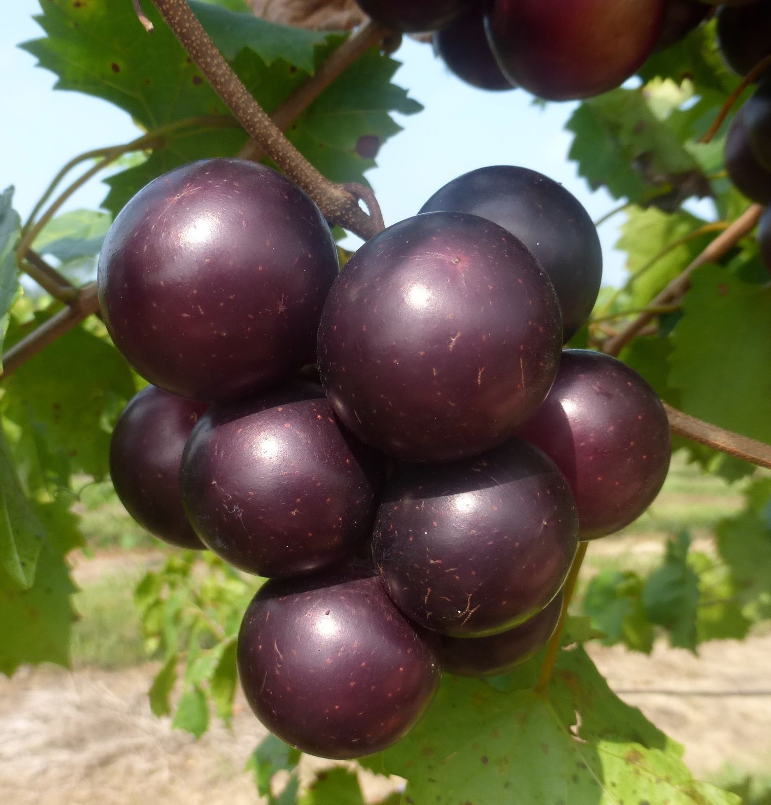 Devil Dog Orchard | Reidsville NC