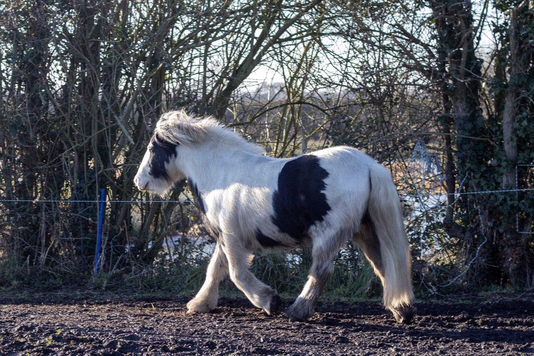 From being abandoned... - Bransby Horses - Rescue and Welfare | Facebook