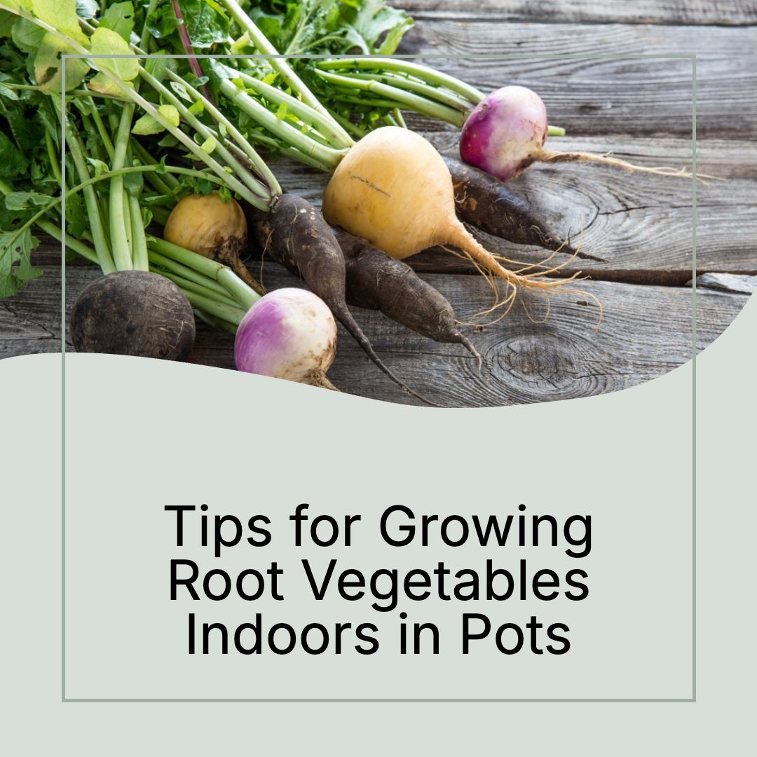Food - You’re right. Growing root vegetables indoors isn’t exactly on ...