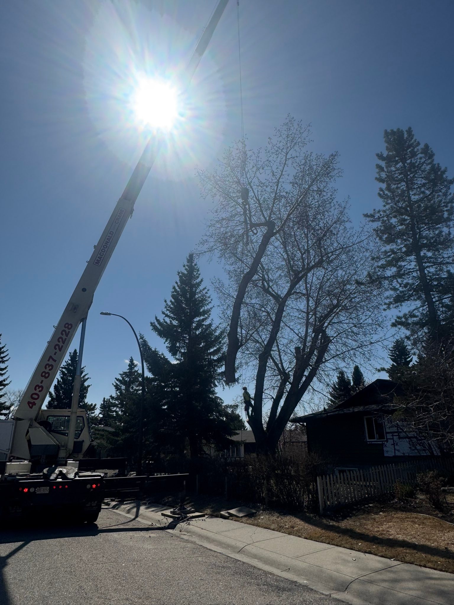 APEX Tree Service Ltd. | Calgary AB