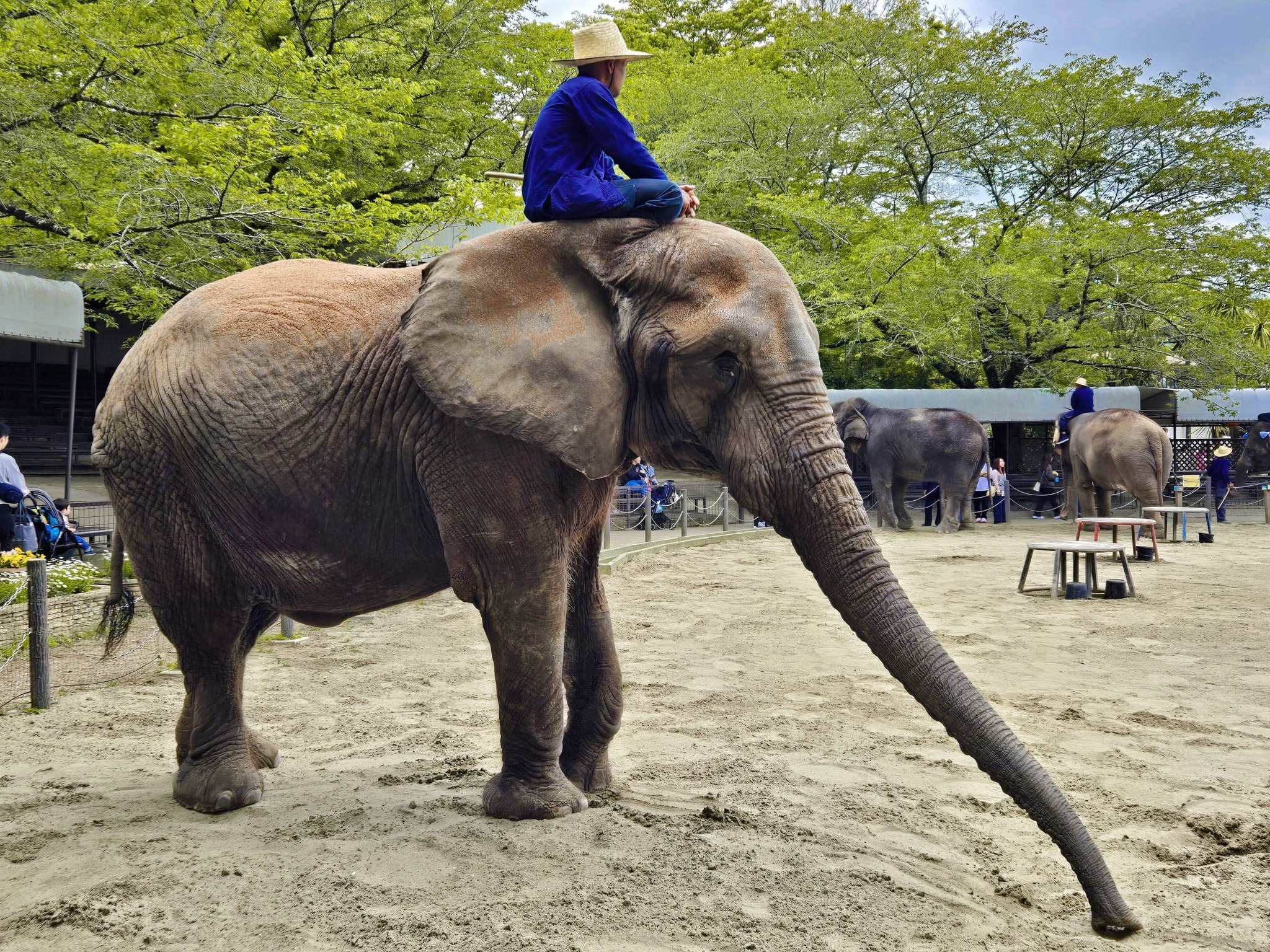 サンディ?お鼻長いね? #市原ぞうの国 #サンディ #アフリカゾウ #動物園