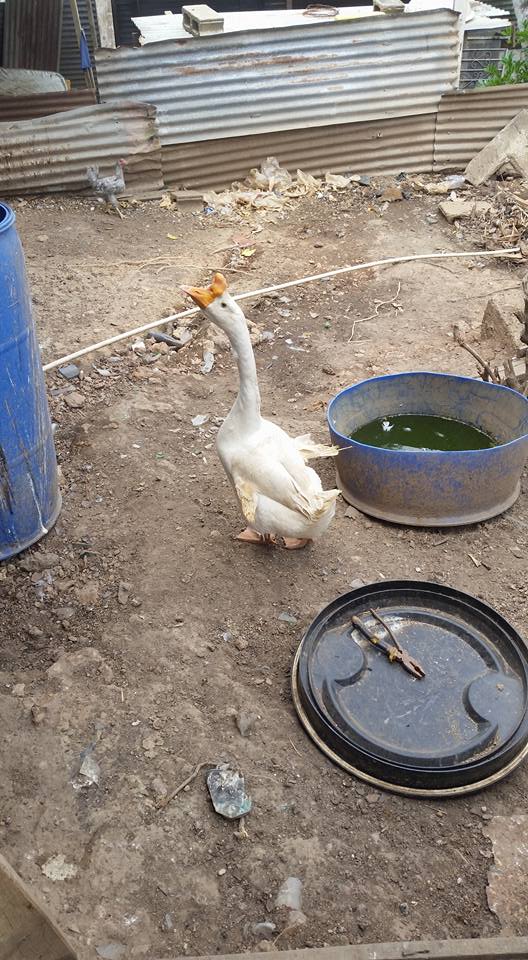 D Duck Ranch Poultry Depot.... - D Duck Ranch Poultry Depot.