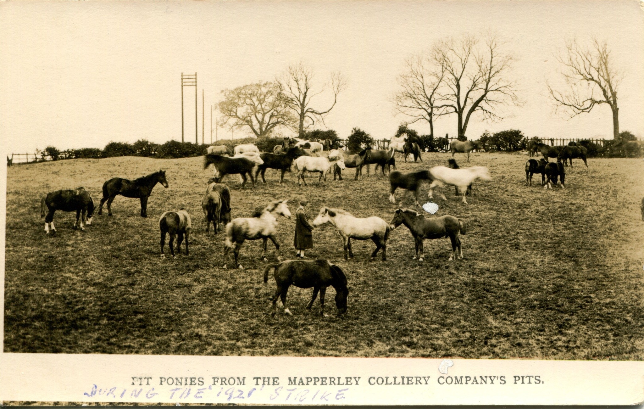 Erewash - Museum Monday This photo shows a group of Pit Ponies on ...