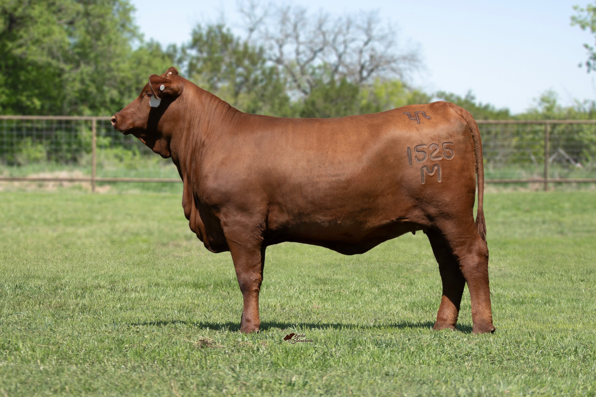 Strait Ranches | Streetman TX