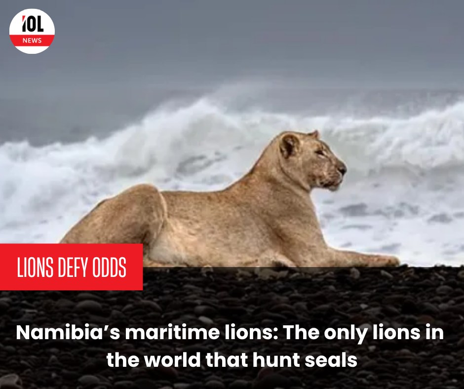IOL - Namibia’s rare desert lions have adapted to the Skeleton Coast ...