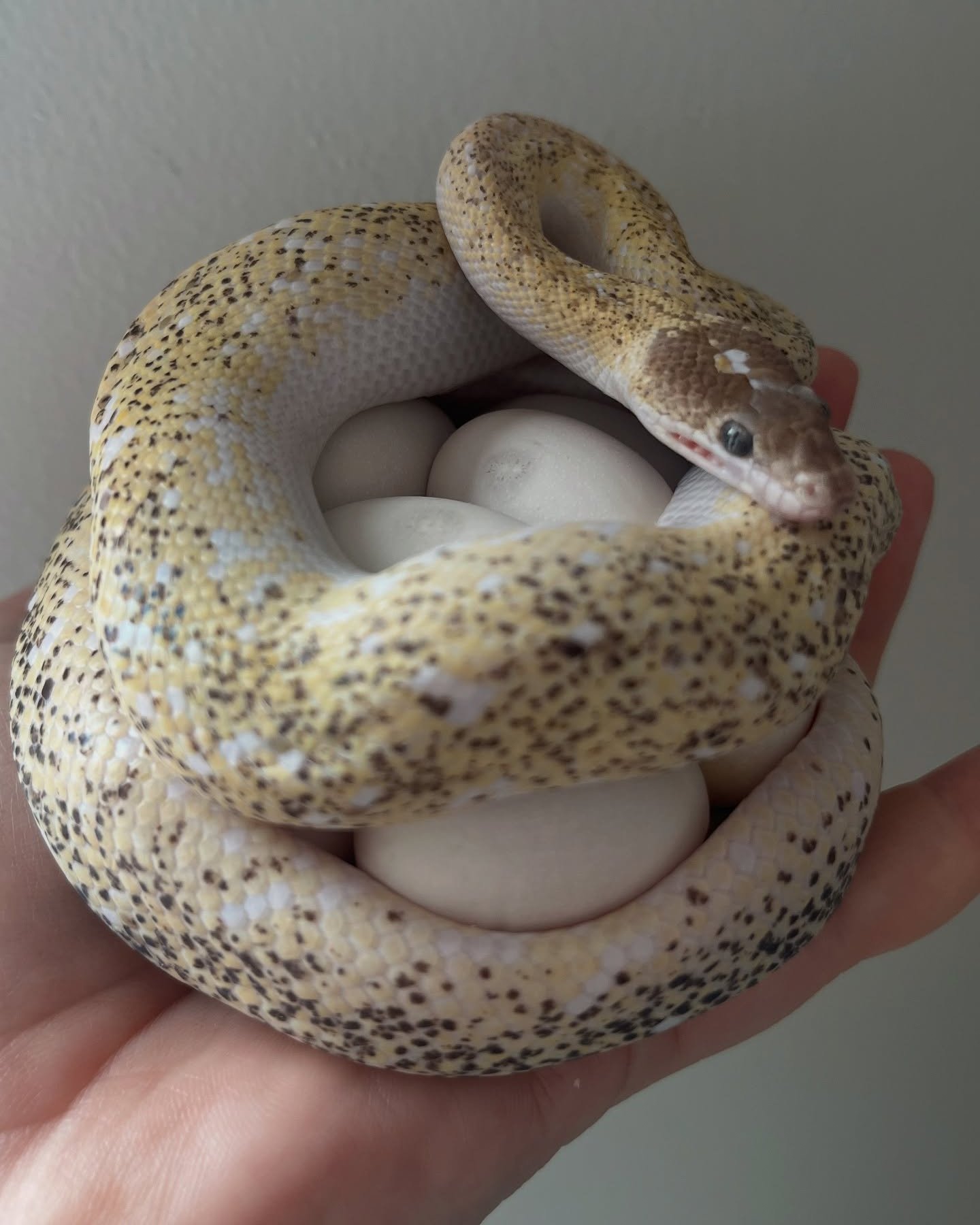 A pretty momma Children's python at... - The Reptile Report | Facebook