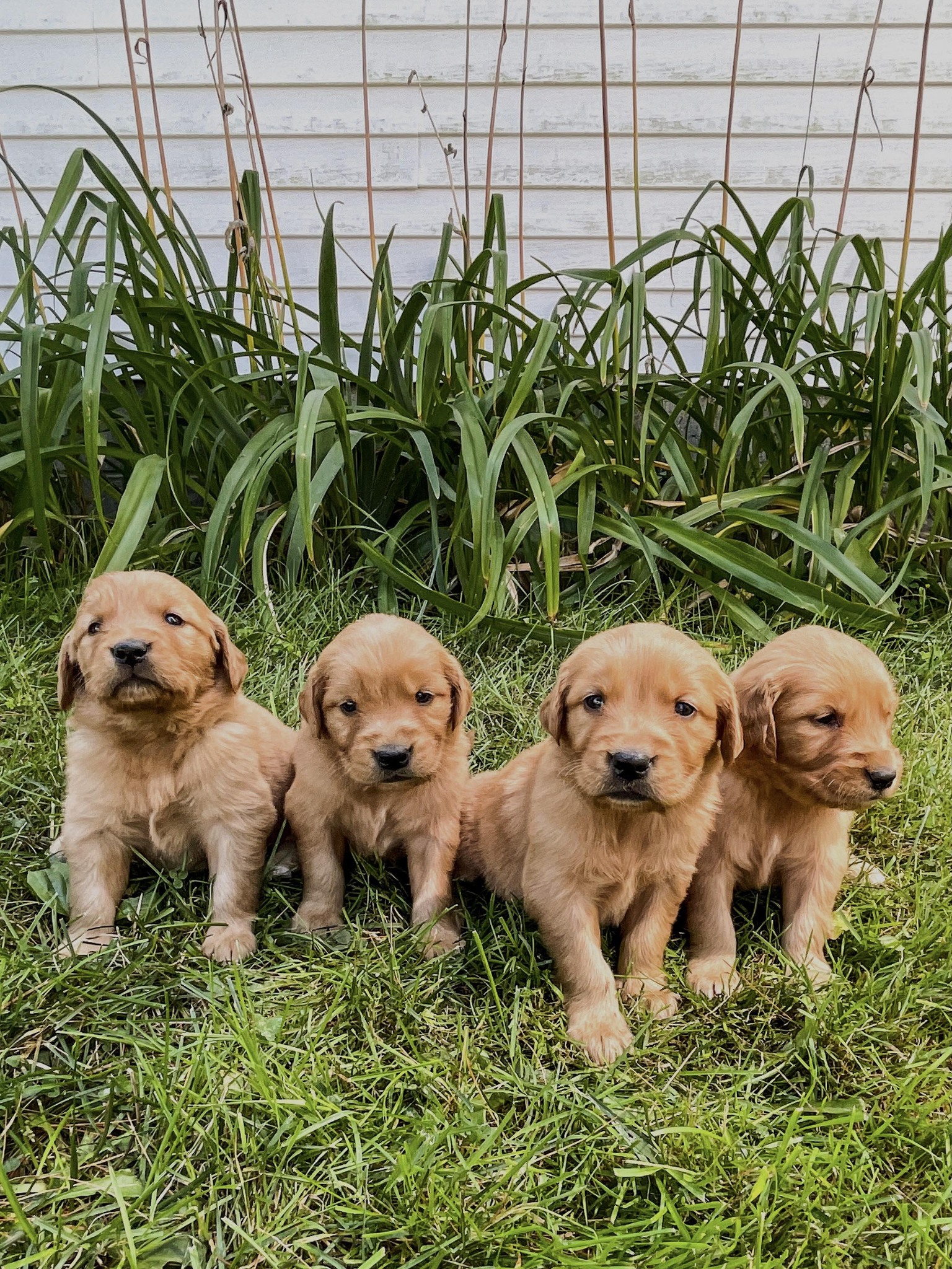 Michigan Golden Retrievers