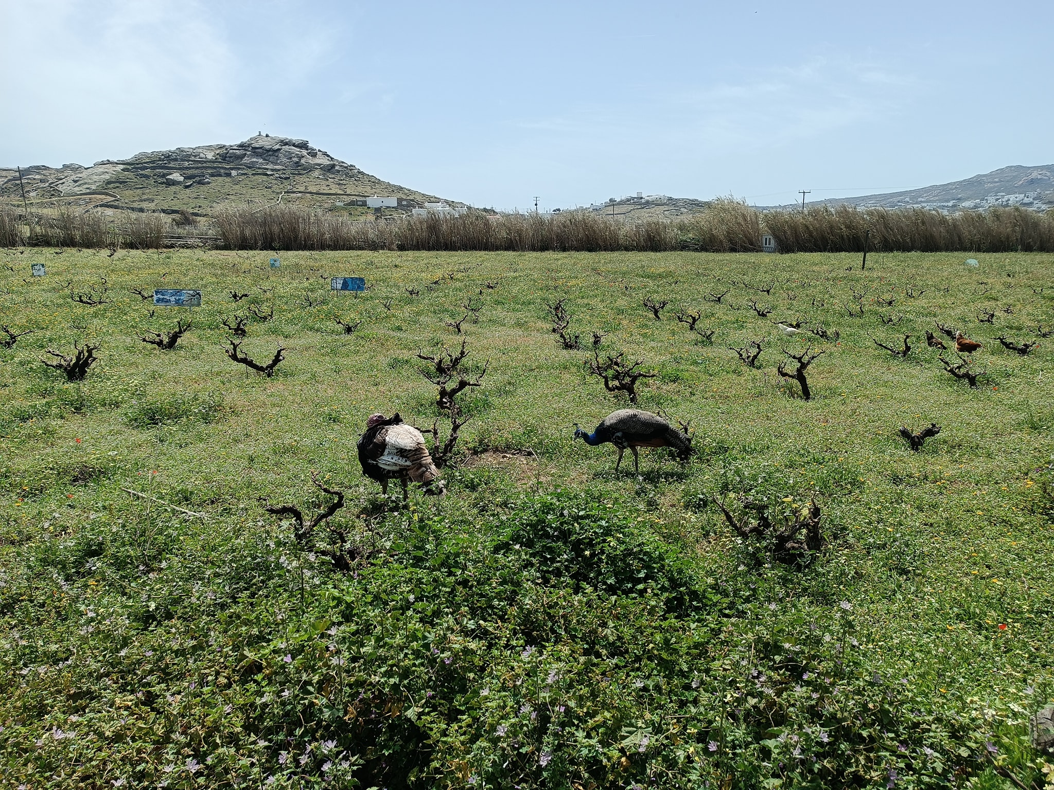 Mykonos VIOMA Organic Farm & Vineyard - Οικολογικό Αγρόκτημα Μυκόνου ...