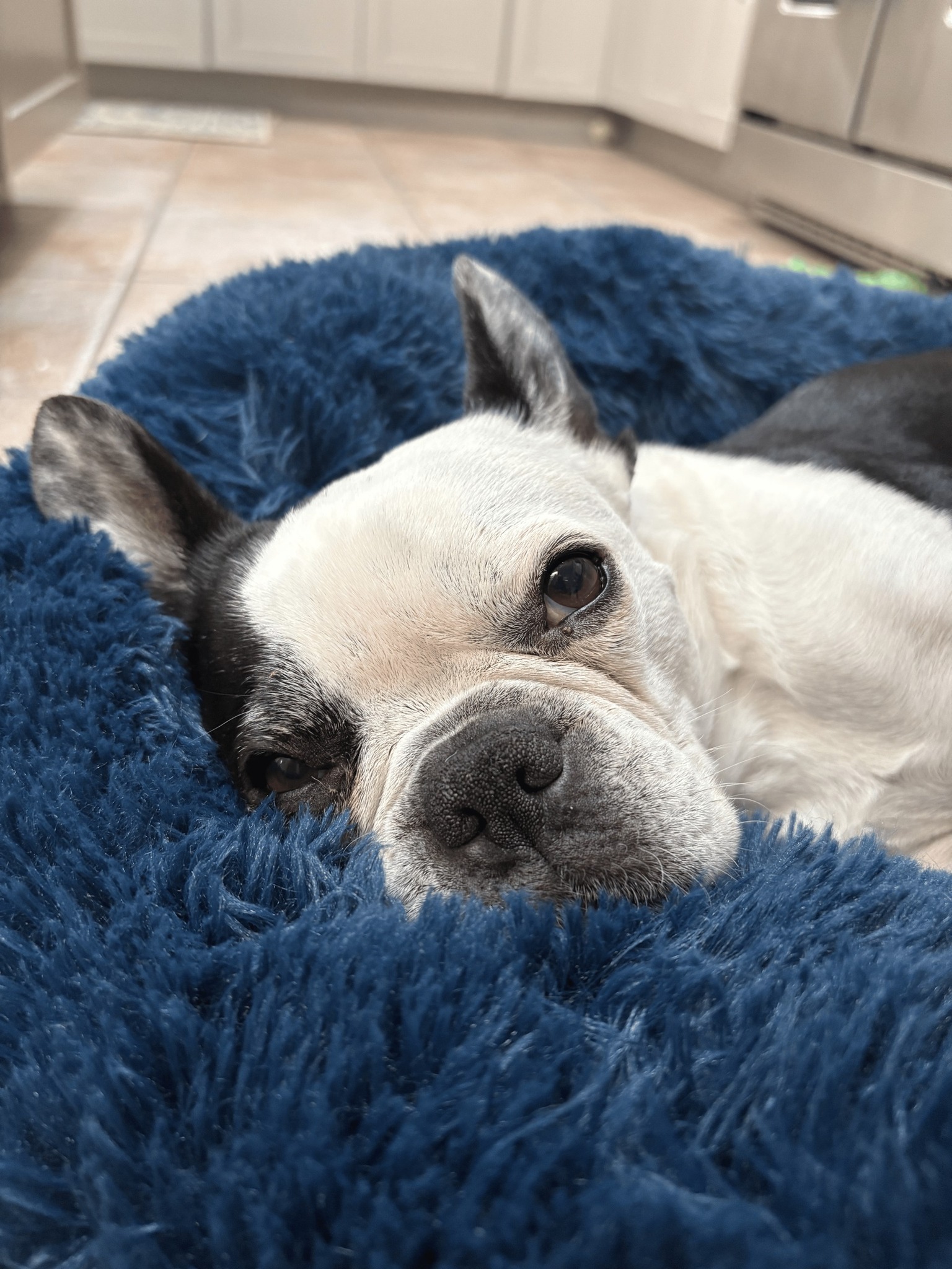 Meet Penelope – a... - SNORT - Short Noses Only Rescue Team | Facebook