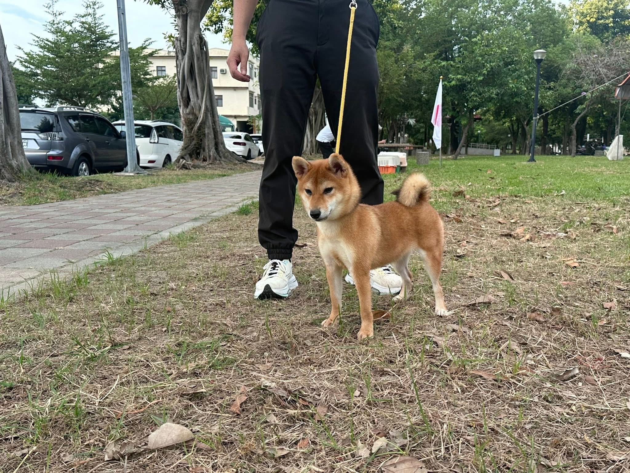 台灣信之柴犬莊 - 台灣信之柴犬莊 added a new photo.