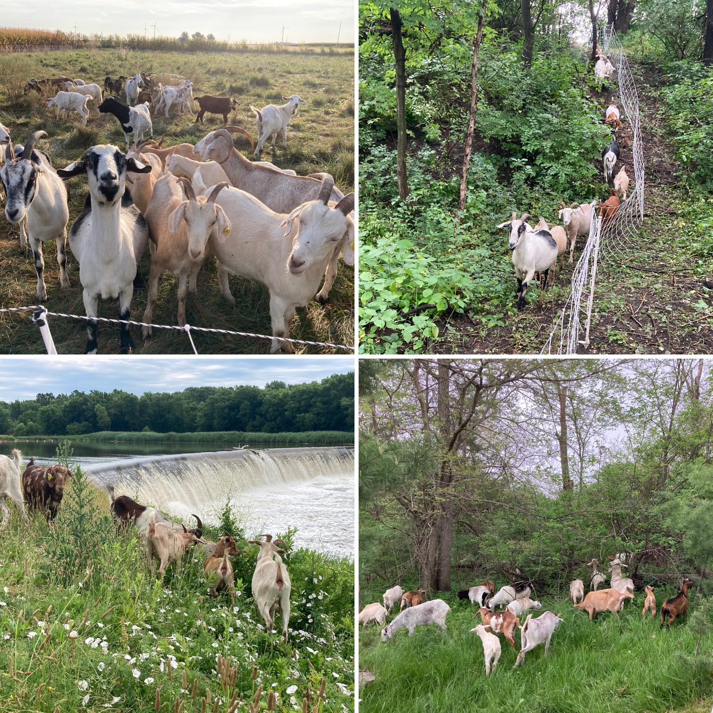 Goats - ITS SPRING 🙌 What’s your project look like this year? ️ Clean ...