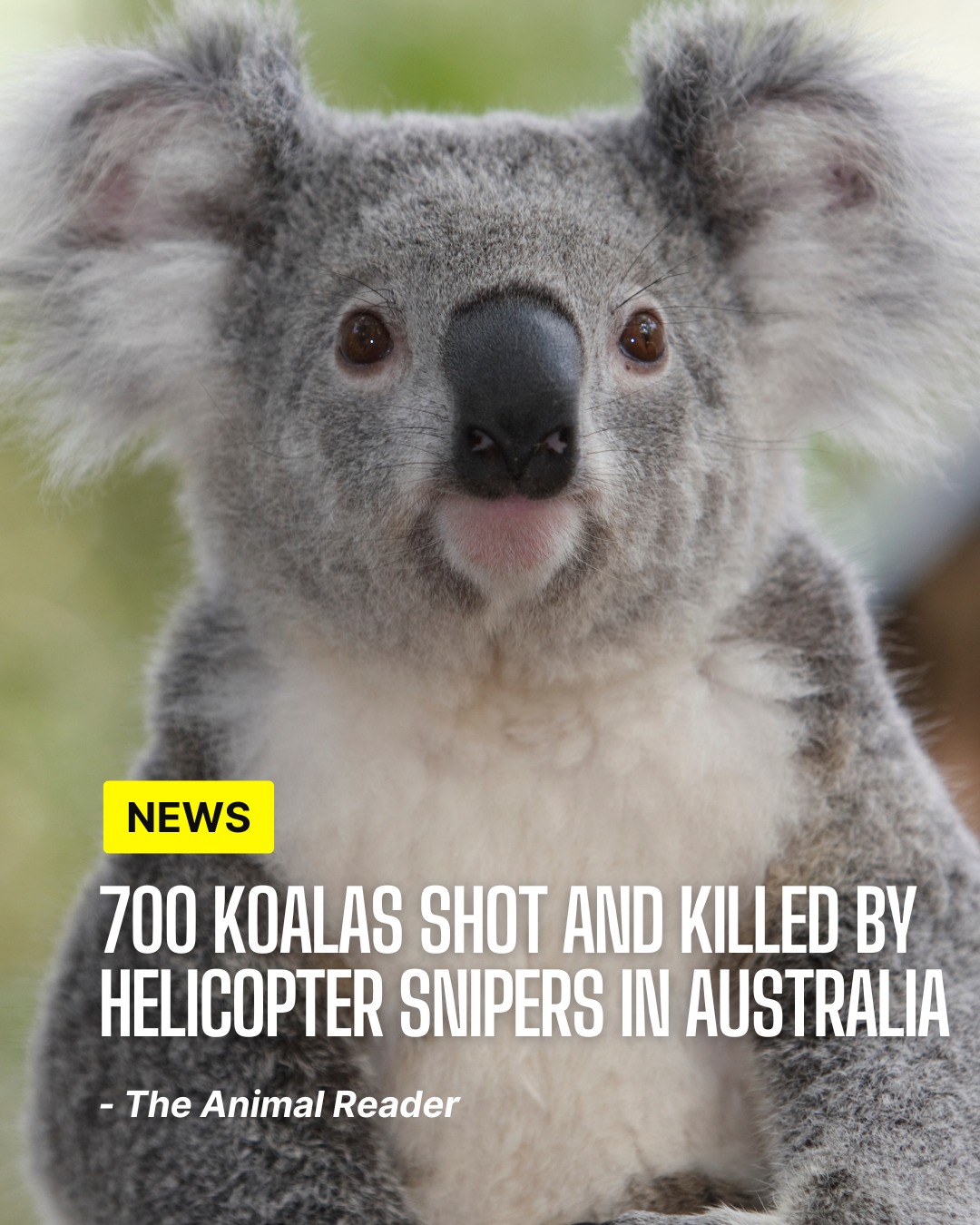 The Animal - 🇦🇺 700 Koalas Killed by Helicopter Snipers in Australia ...
