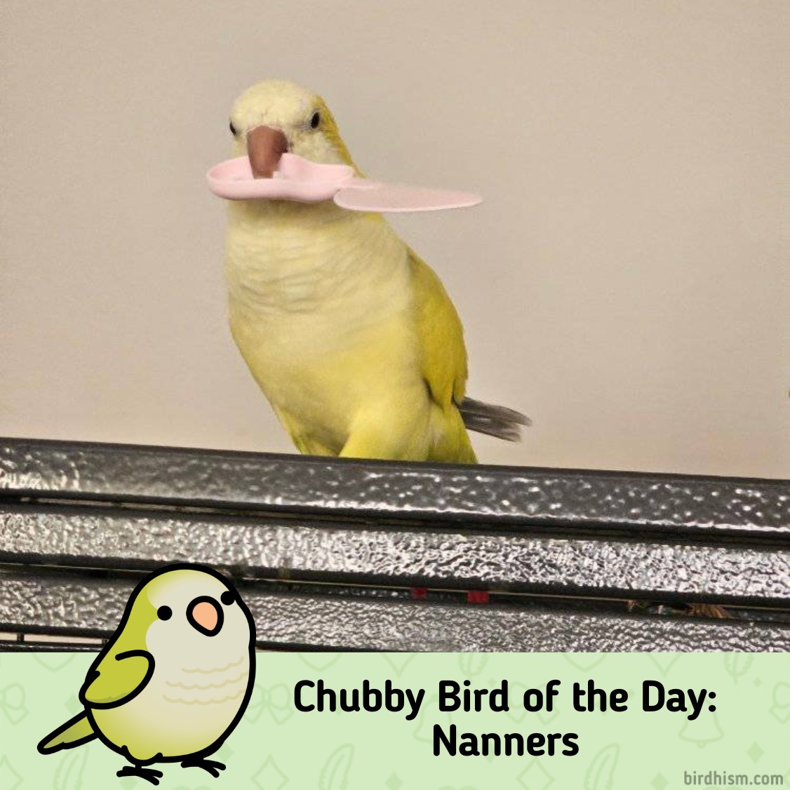 Birdhism - Chubby Bird of the Day: Nanners Birdhist: Fox... | Facebook