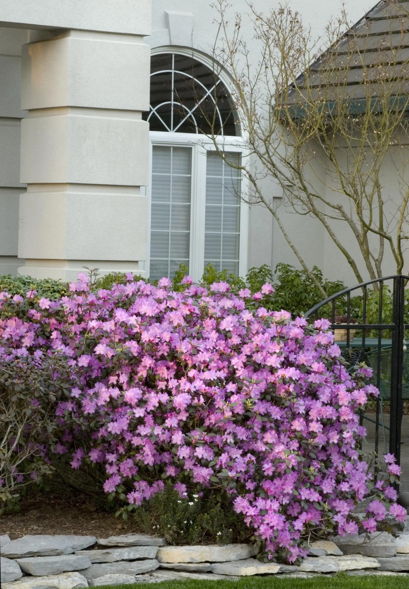 Phelps - 🌸 Plant of the Week: PJM Rhododendron 🌸 Add a burst of vibrant ...