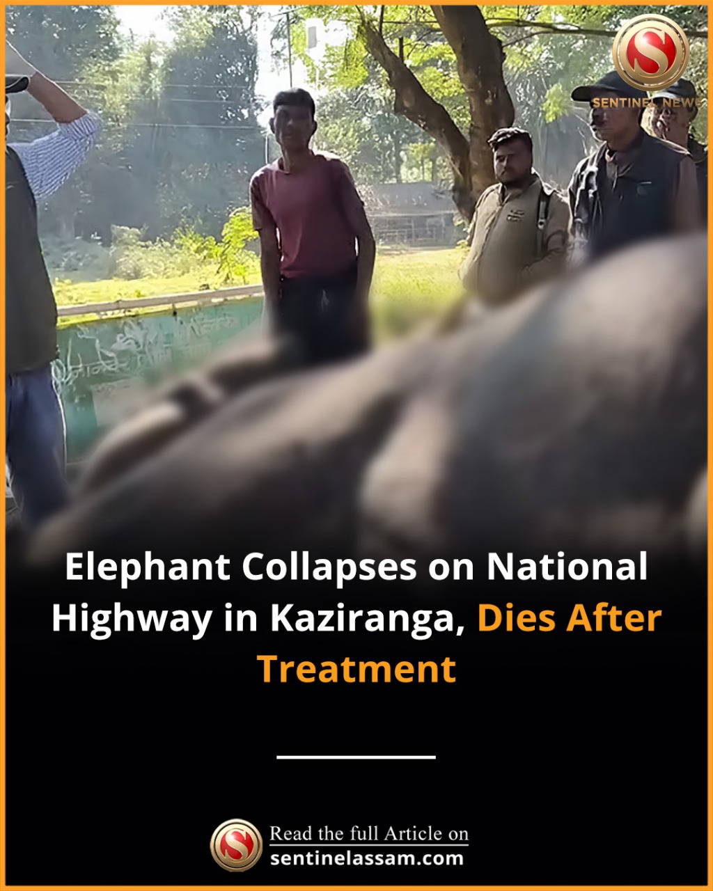 The Sentinel - Kaziranga safari elephant ‘Swarnamoyi’... | Facebook
