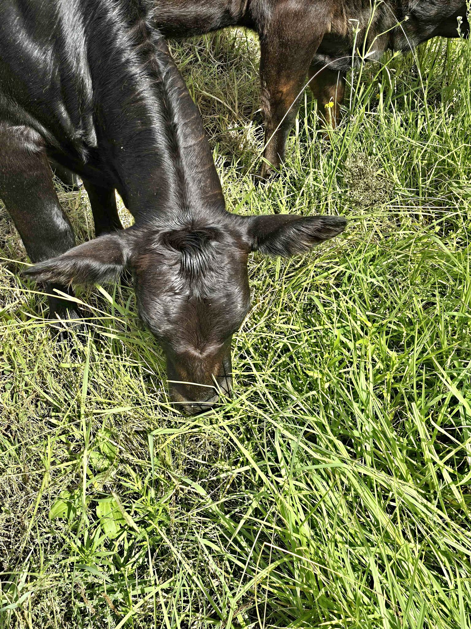 Clean fill wanted for livestock yard Truck accessible Pool excavation ...
