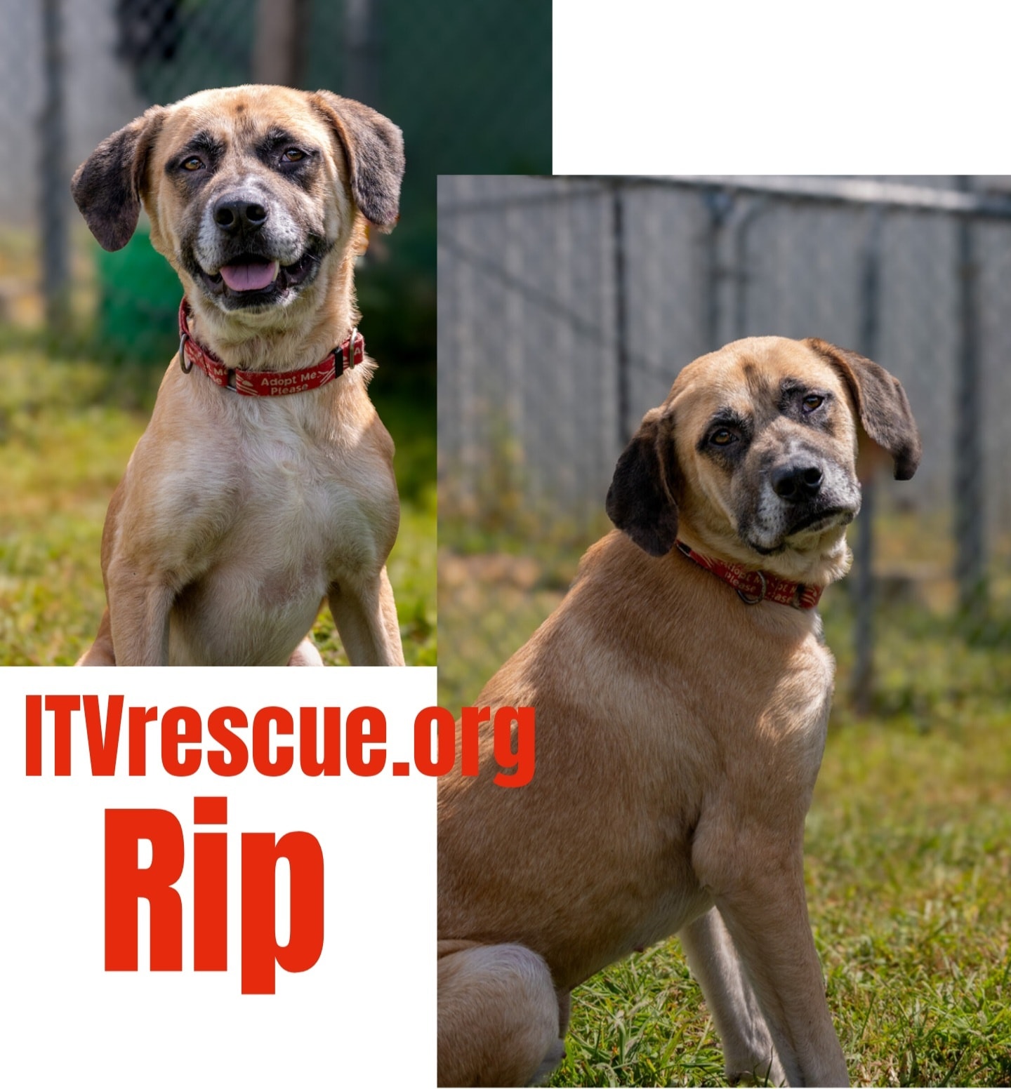 Meet Rip! 🐾 Rip is a... - It Takes a Village No-Kill Rescue | Facebook