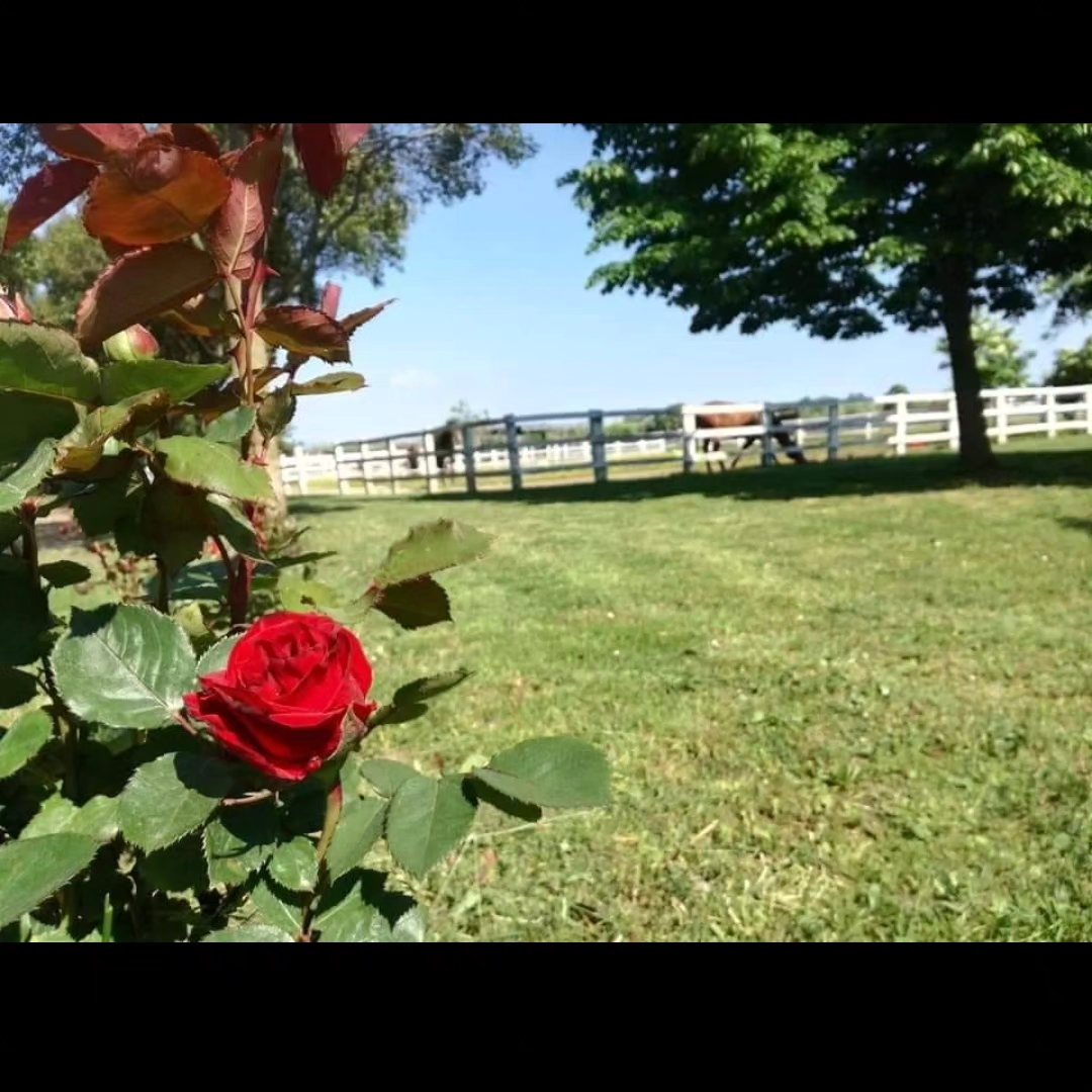 Centro Ippico BM FARM added a new... - Centro Ippico BM FARM