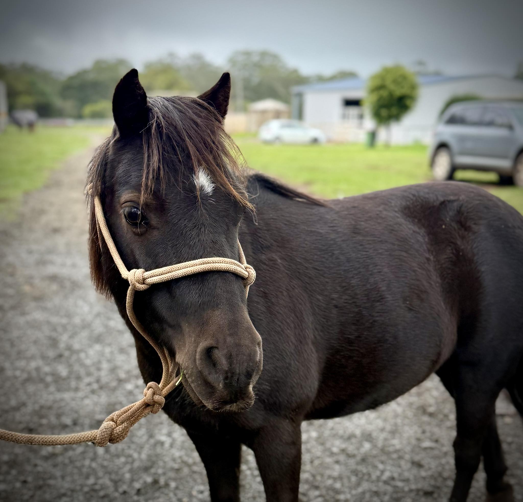 Hindle - Welcome, Milo! 🖤🐴 Say hello to the newest (and smallest ...