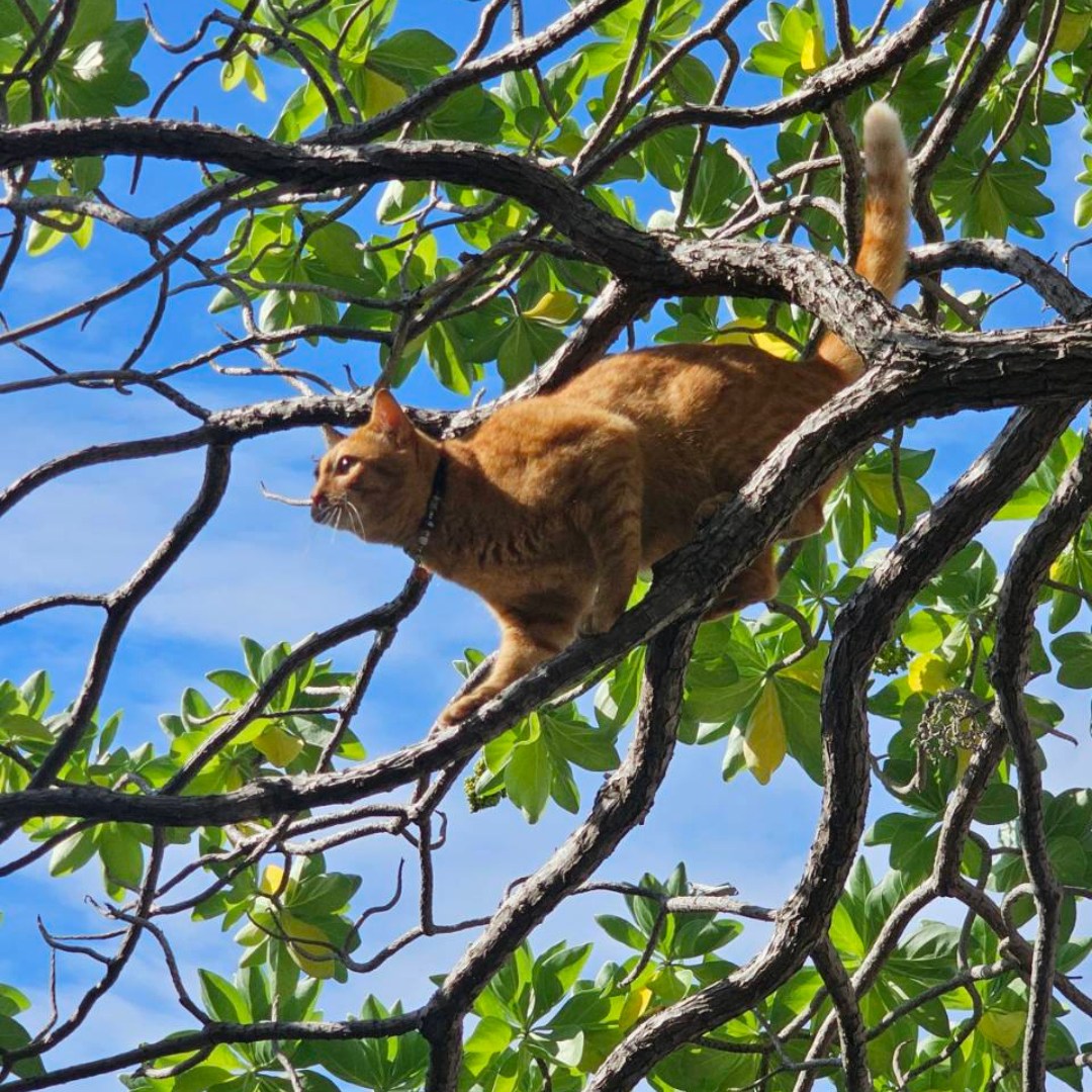 The Racha - Climbing to new heights — The Racha’s trees have a VIP ...