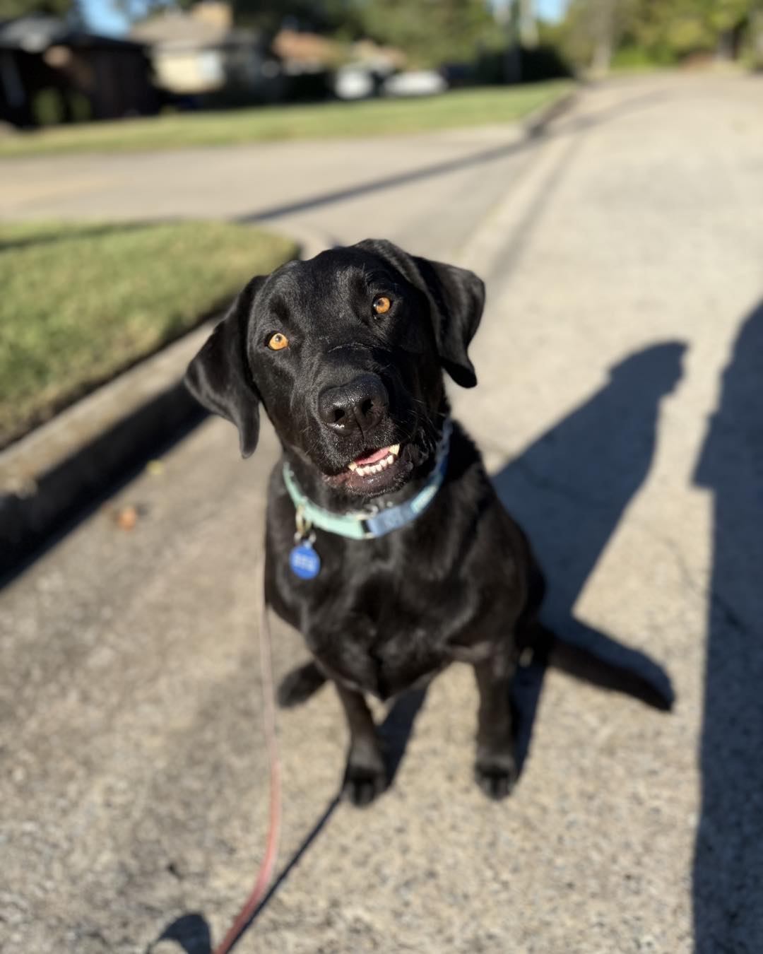 ️BENNY 2 IS AVAILABLE FOR... - Lab Rescue OK, Inc. | Facebook