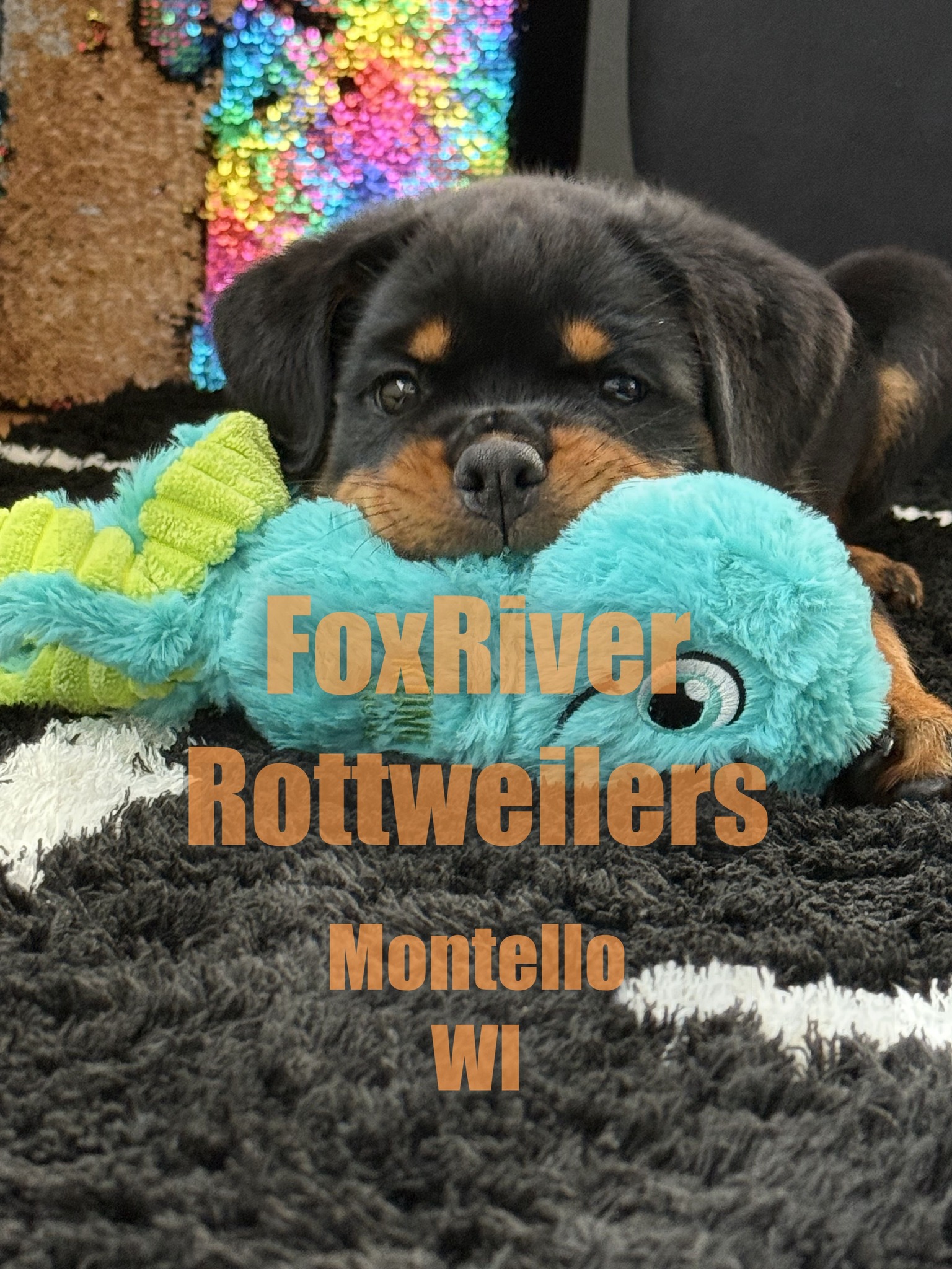 The greatest... - Fox River Rottweilers 