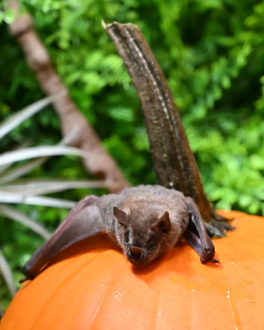 Vancouver - Happy fall — and happy Bat Appreciation Month! Bats like ...