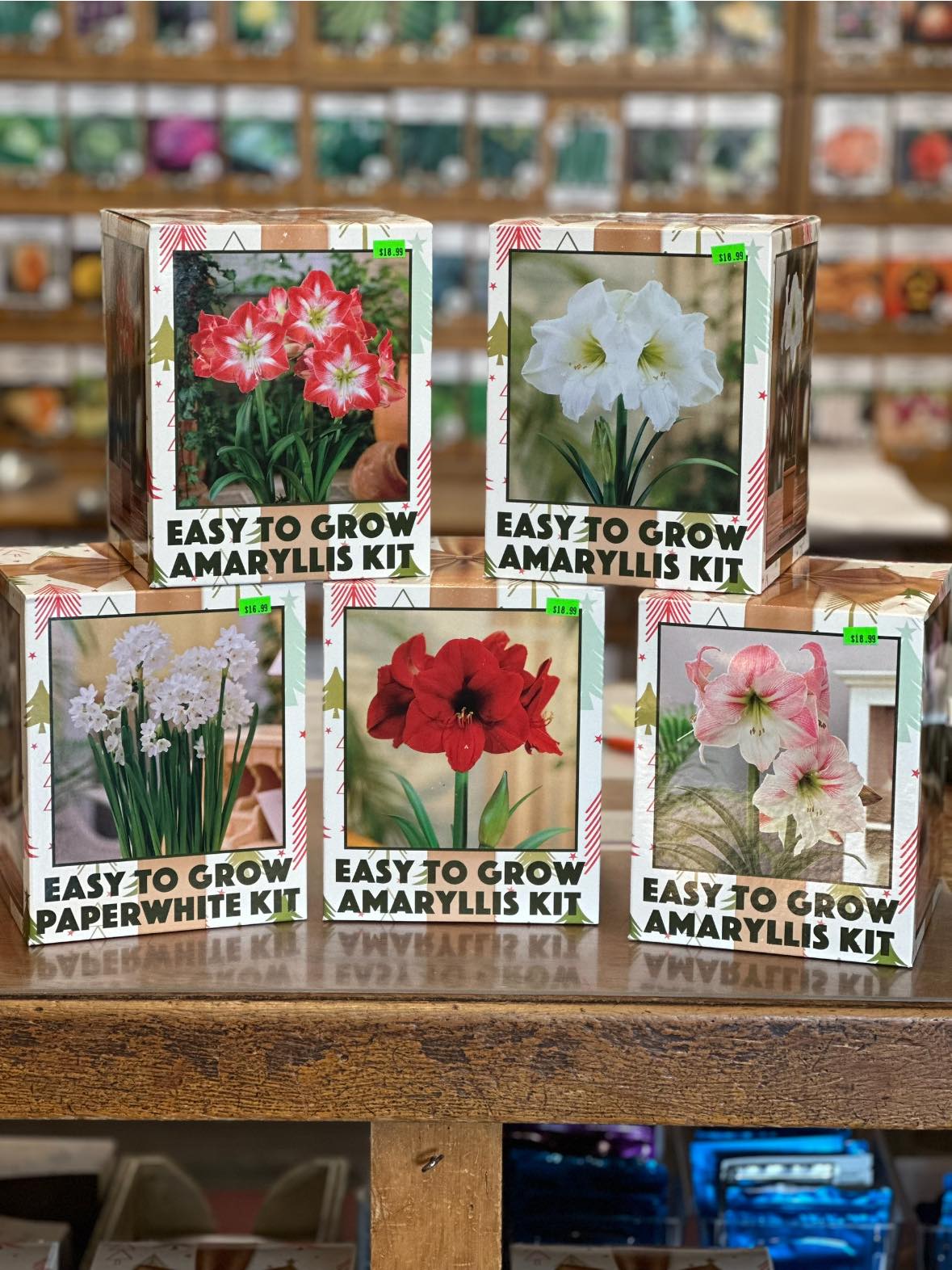 Andrews - We have some wonderful Amaryllis and Paperwhite gift boxes ...