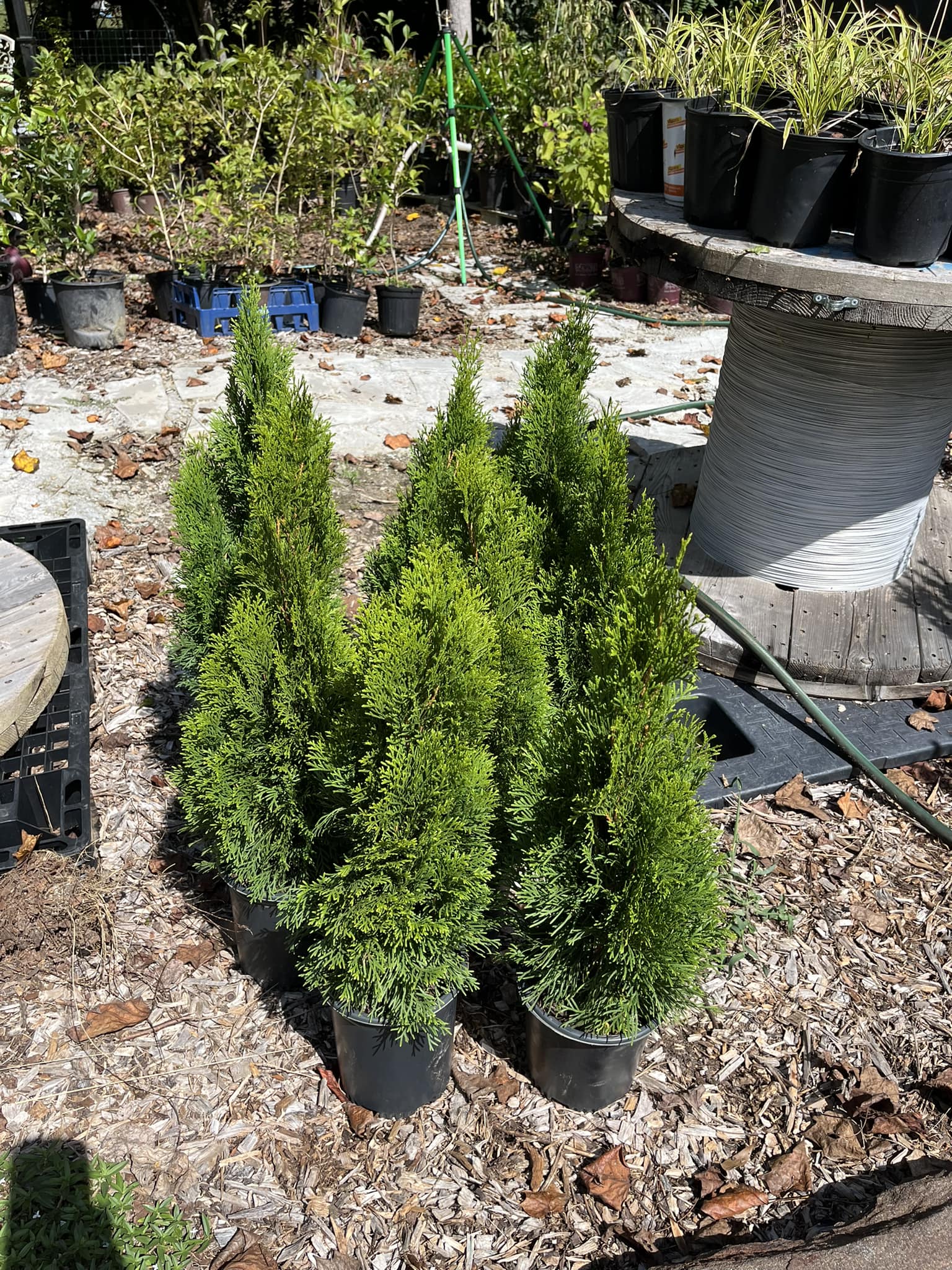 Springwater Sprouts Propagation and Plant Nursery