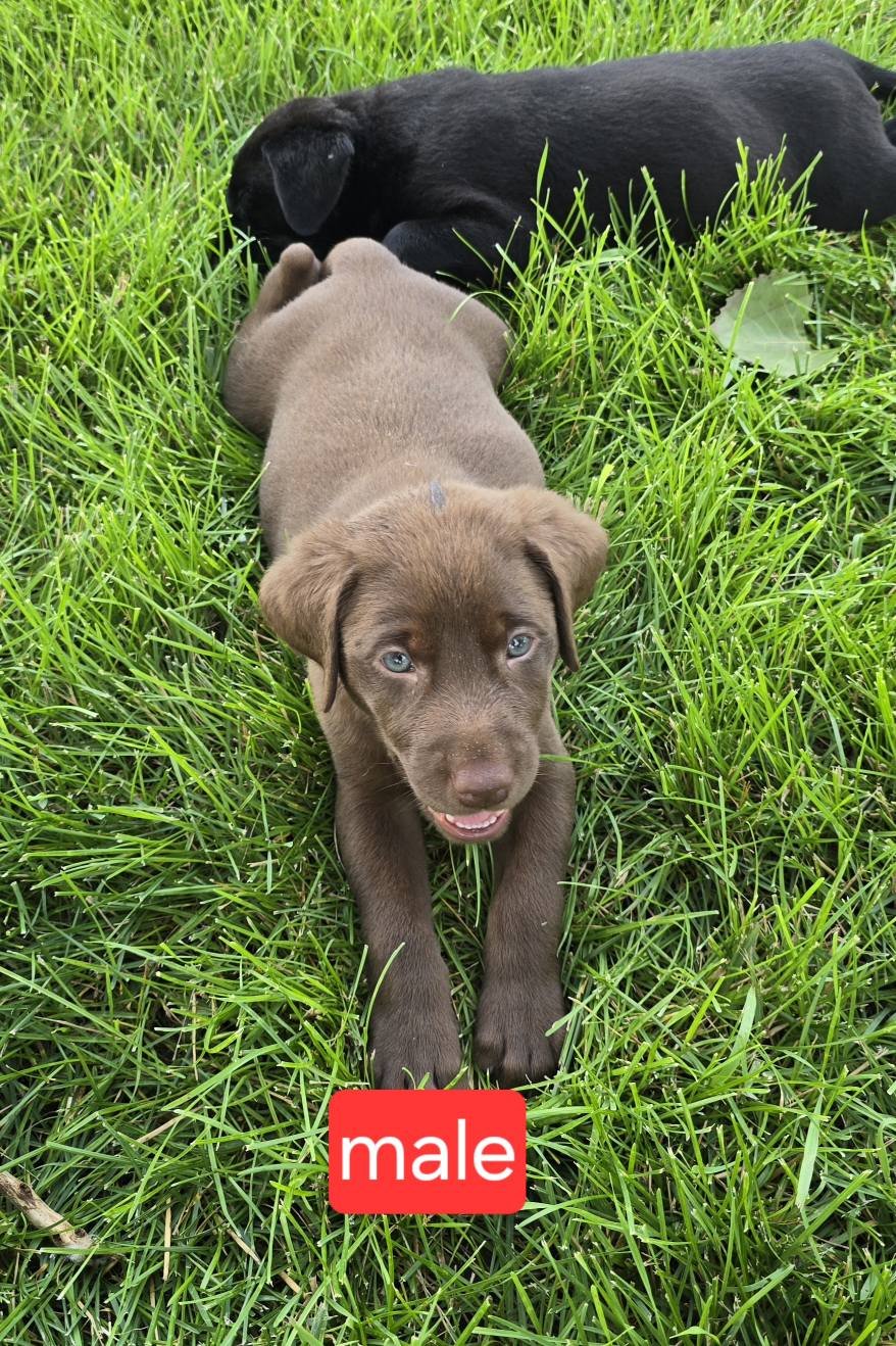 DakotaRidge Labradors | Madison SD