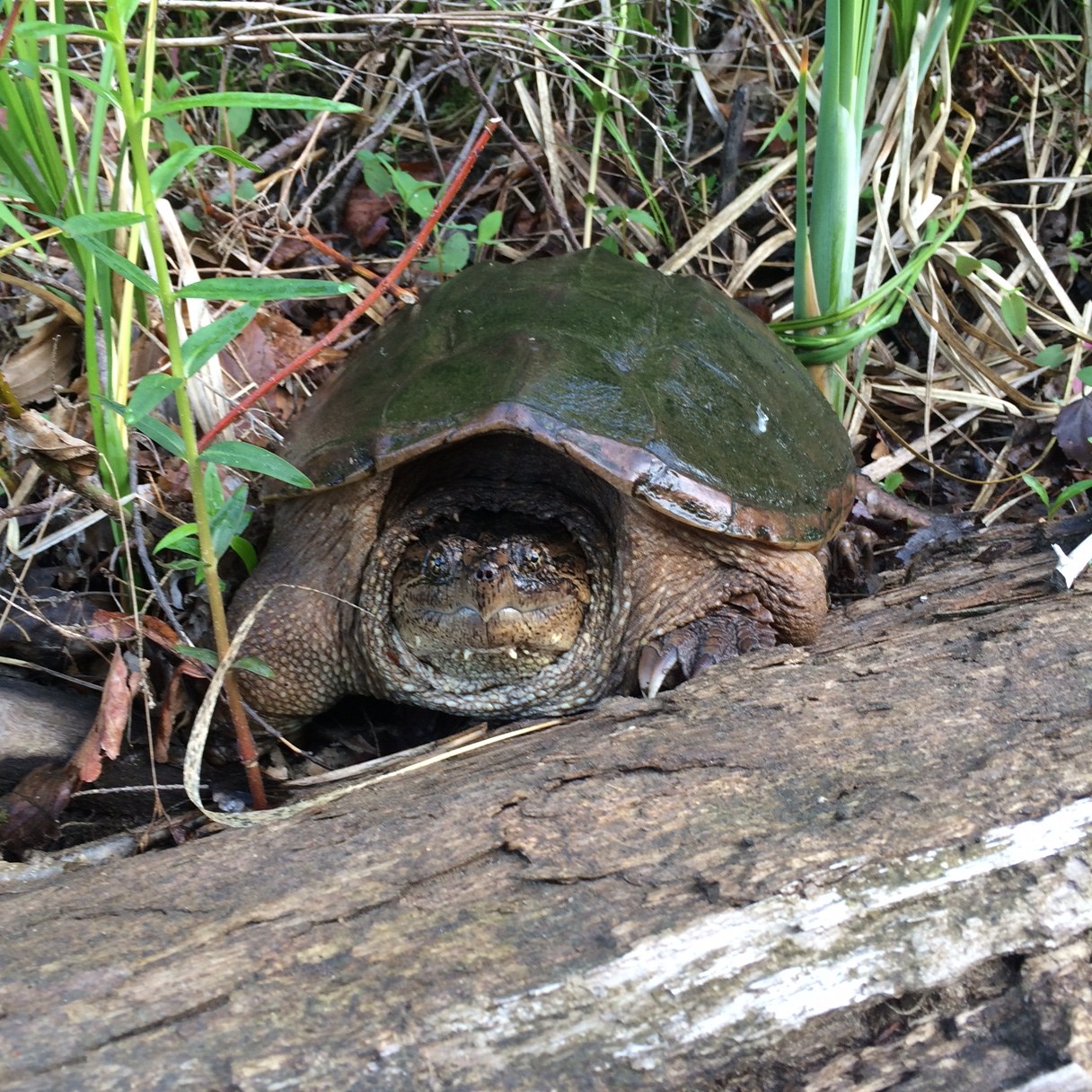 Camp - 🌳🌼🌸Here Comes Spring🌿🌱🌼 This snapping turtle just emerged from ...