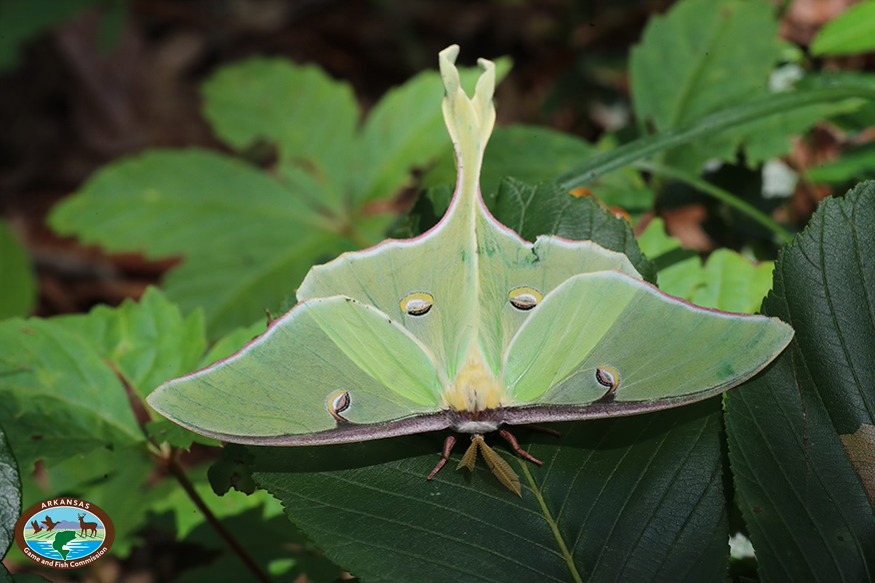 Arkansas - Luna Moth aka American moon moth - is native to Arkansas and ...