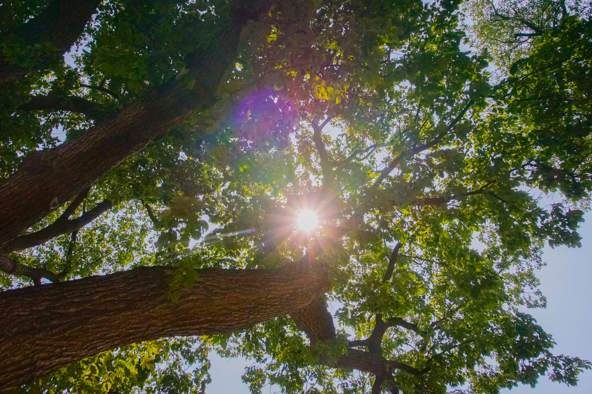 City - Are you ready to plant a tree? Take advantage of our Tree Rebate ...