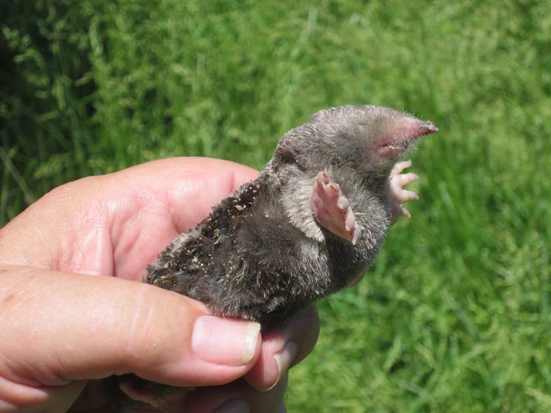 Maryland - Today we feature our most widespread mole species, the ...