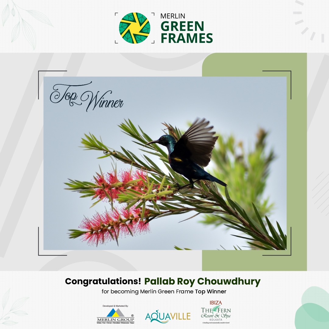 Merlin Green Frames | Kolkata