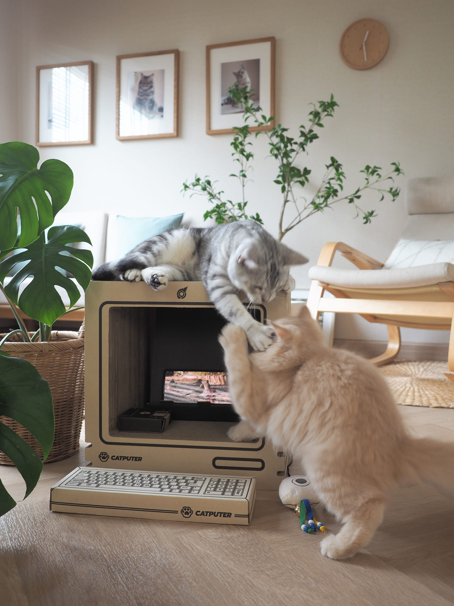 Kafbo - แย่งคอมกัน โดนหยุมหัวเลย #catputer #logaxkafbo | Facebook