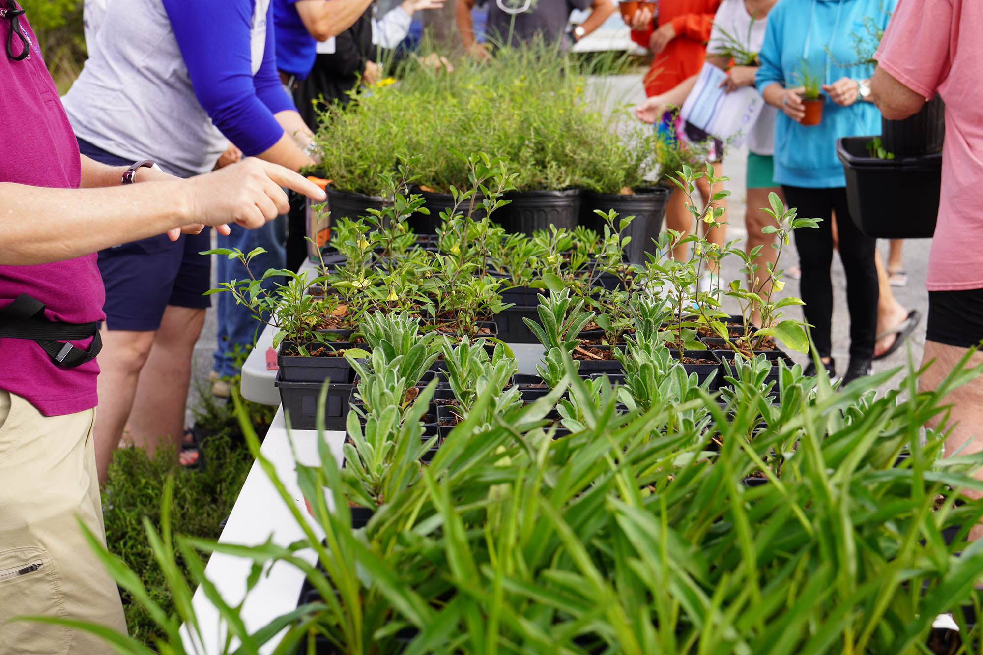 A Community Garden Center Hosts a Plant Giveaway: Free Greenery!