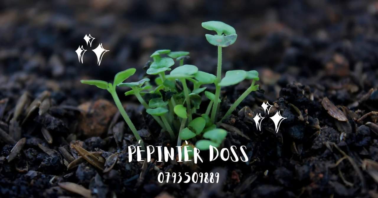 Pépinière Doss - Comment prendre soin d'un rosier ? En fin d'hiver ...