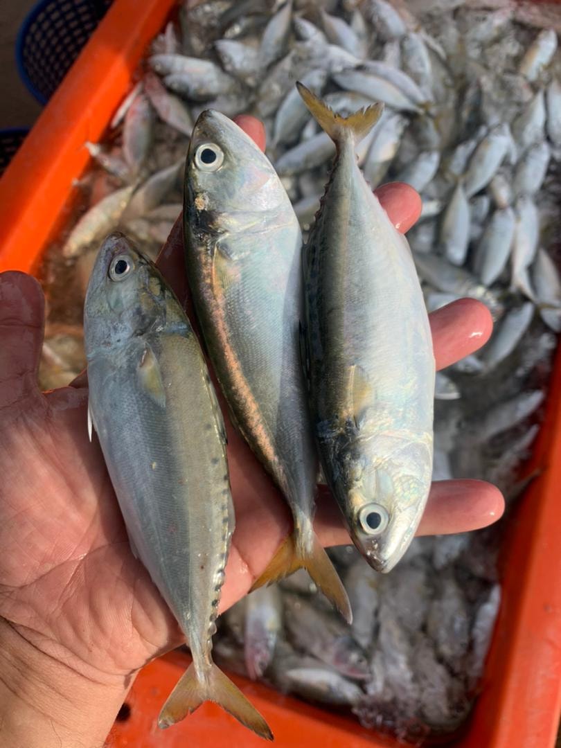 Ikan Segar Jeti Sekinchan | Sepang